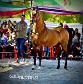 برنامه‌ریزی برای برگزاری «همایش ملی اسب» در فرخشهر کلید خورد