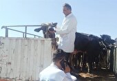 محموله‌ دام زنده ، وارداتی از مرز میرجاوه زیر ذره بین دامپزشکی
