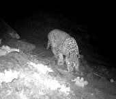 ثبت تصویر پلنگ ایرانی در ارتفاعات طالقان