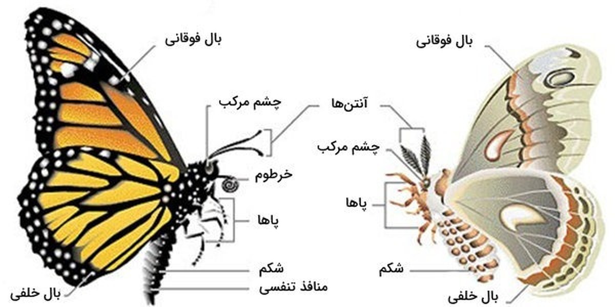 از پروانه مونارک تا عملیات فرار گروهی