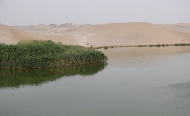 بحران بو و پشه در تصفیهخانه فاضلاب یزد بحران بو و پشه در تصفیهخانه فاضلاب یزد