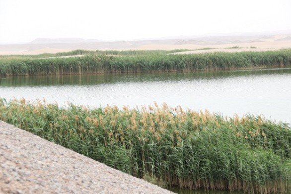 بحران بو و پشه در تصفیهخانه فاضلاب یزد بحران بو و پشه در تصفیهخانه فاضلاب یزد