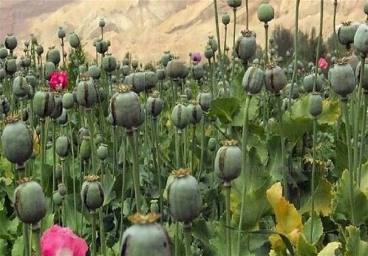 مجازات شدید برای کشت غیرقانونی خشخاش