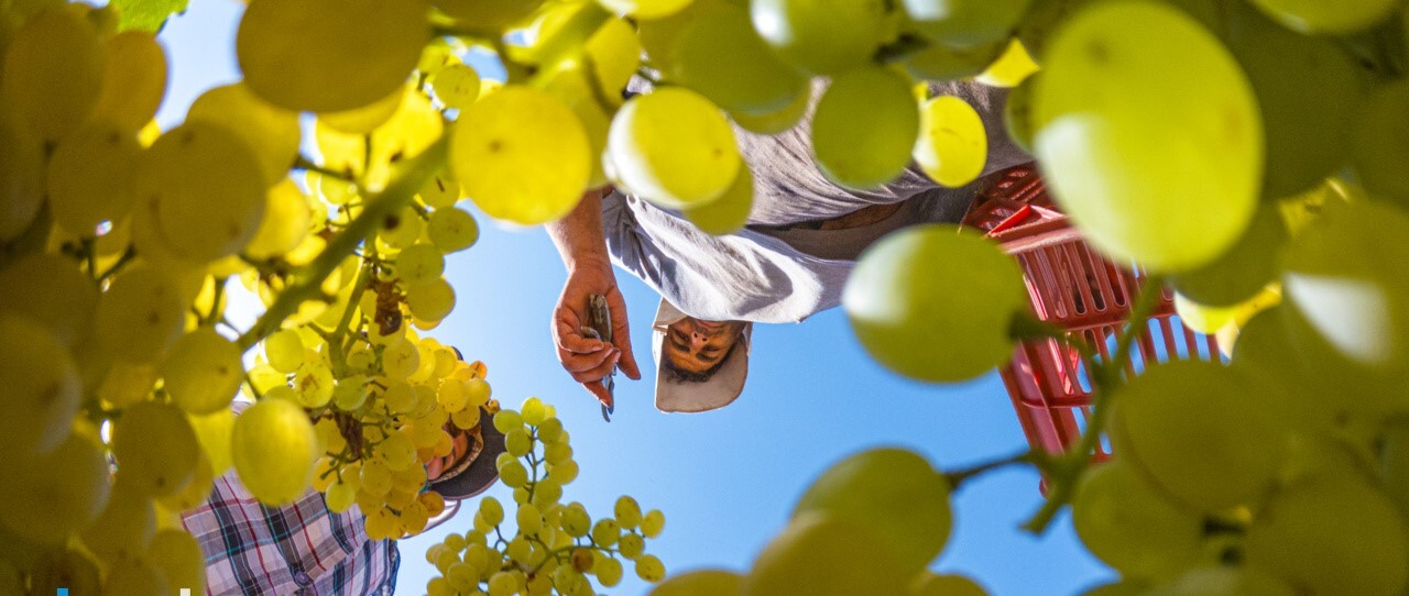 مقام اول تشکل‌های مردم نهاد فعال کشاورزی در کشور به خراسان رضوی رسید
