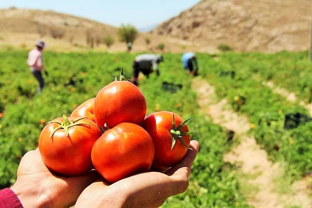 سطح زیرکشت گوجه فرنگی در کوهسرخ خراسان رضوی افزایش یافت