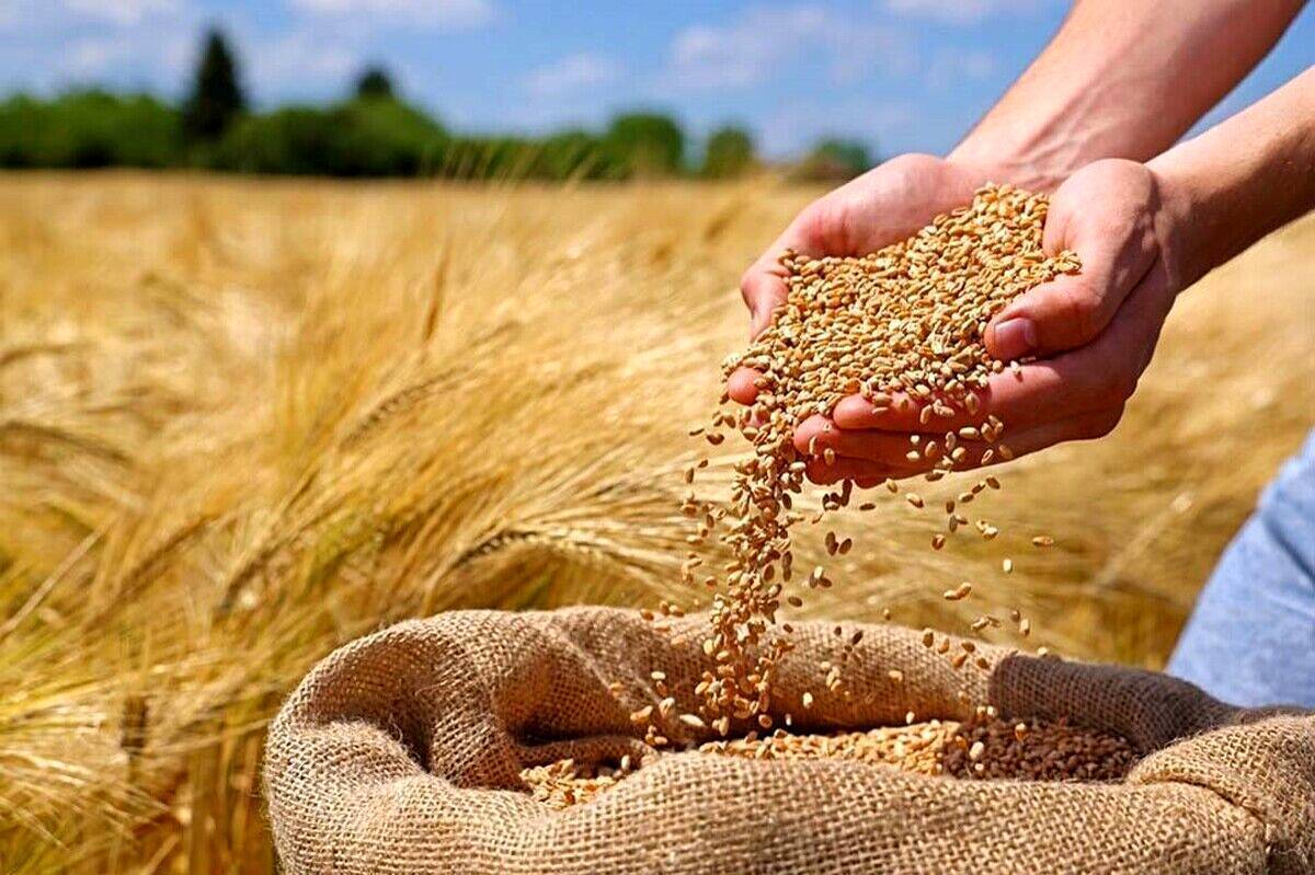 صدای پای گندم وارداتی