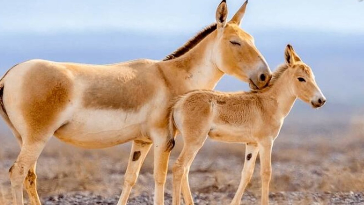 گورخر ایرانی از جمله گونه‌های در معرض خطر انقراض است که به‌تازگی سازمان حفاظت محیط‌زیست از موفقیت پروژه احیای این‌گونه در گرمسار خبر داده و آن را الگویی موفق برای احیای دیگر گونه‌های در‌معرض انقراض کشور دانسته است.