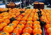 تیموری: ۱۳ هزار تن مرکبات و کیوی مازندران روانه بازارهای جهانی شد