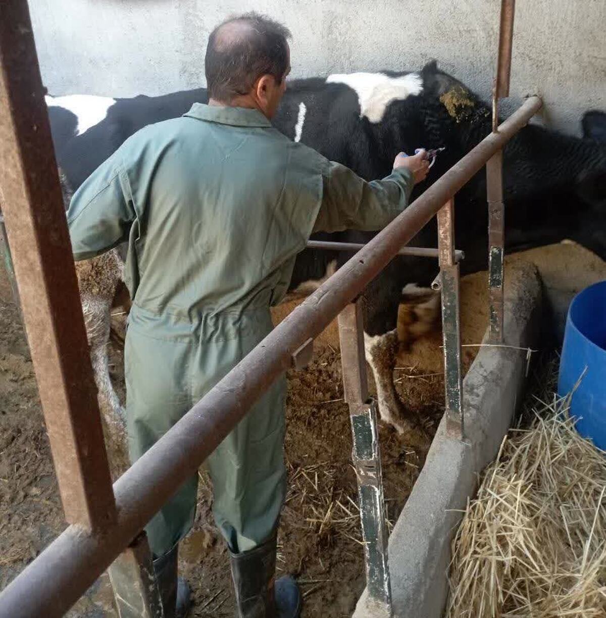 رئیس اداره دامپزشکی شهرستان آبیک از اجرای مایه کوبی رایگان گاو و گوساله در روستاهای آبیک خبر داد.