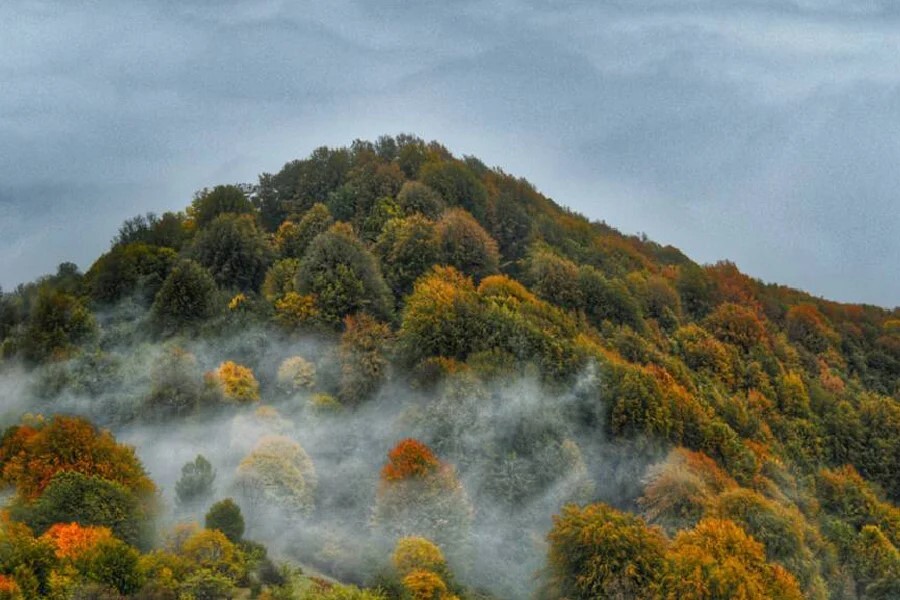 جنگل های پاییزی در شمال