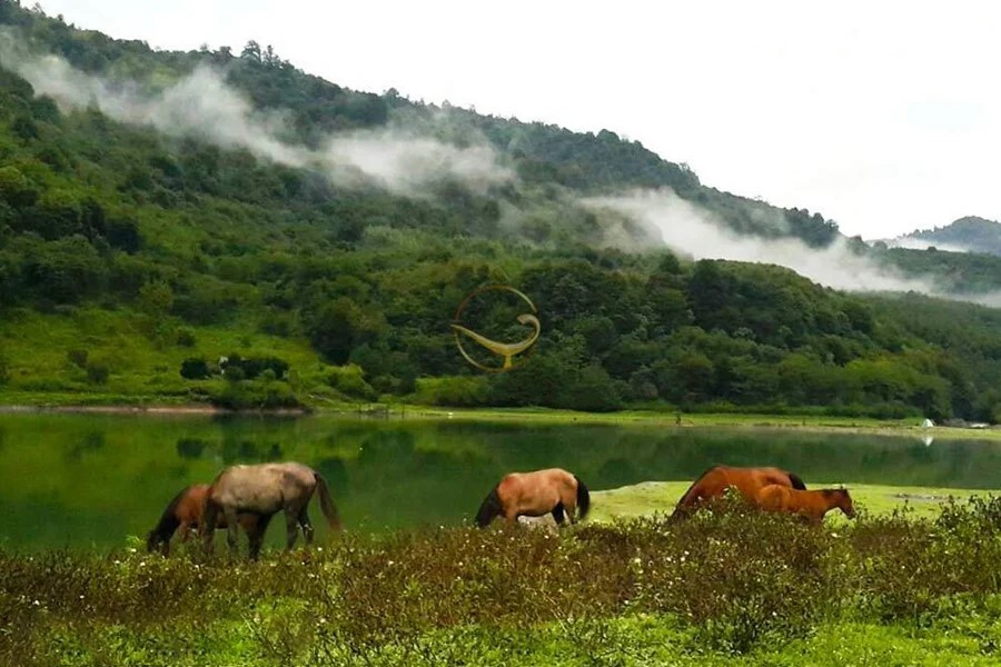 جنگل مه آلود در شمال