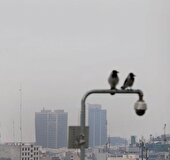 ترک فعل‌های خاکستری