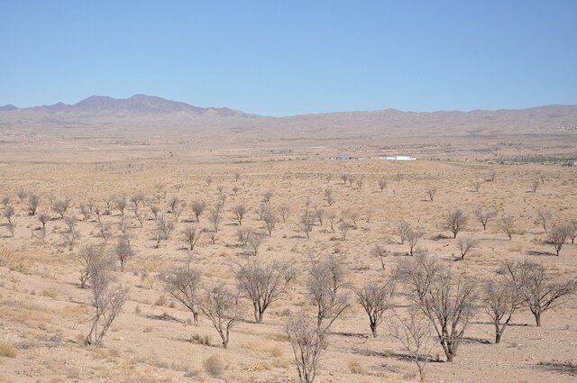 مهمترین عوامل تهدید کننده بزرگترین بادامستان شرق کشور چیست؟ مهمترین عوامل تهدید کننده بزرگترین بادامستان شرق کشور چیست؟