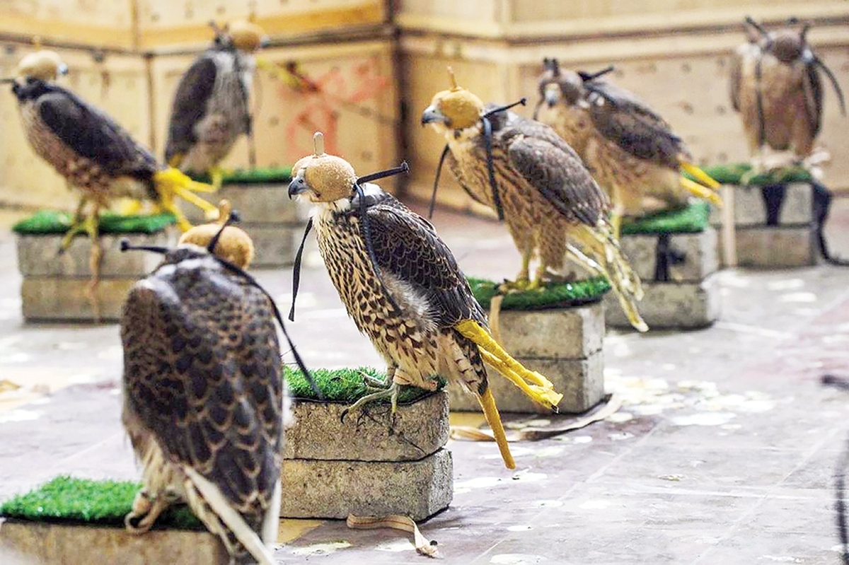 قاچاق پرندگان شکاری تنها یک تخلف محیط‌زیستی نیست؛ شبکه‌ای است از منافع اقتصادی و ضعف نظارت که ایران را به یکی از مسیرهای اصلی این تجارت غیرقانونی در منطقه تبدیل کرده است. قانون روی کاغذ سختگیر است، در عمل بی‌اثر و در این حضور و غیاب، پرندگان شکاری یکی‌یکی از آسمان ایران ناپدید می‌شوند.