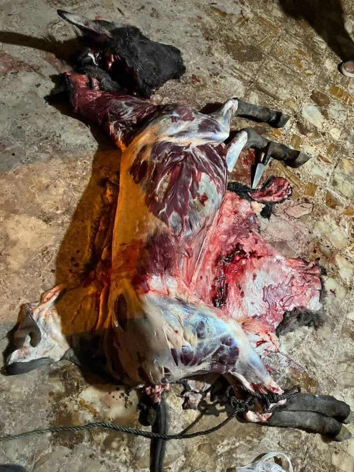 متخلفین با شیوه های مختلف از قبیل فروش گوشت چرخکرده و بی استخوان کردن گوشت تک سمی ها آن را به فروش می رسانند.