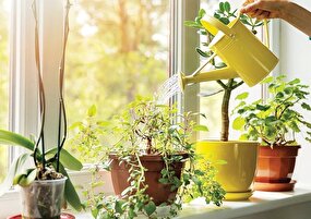 سبزی زندگی در پاییز