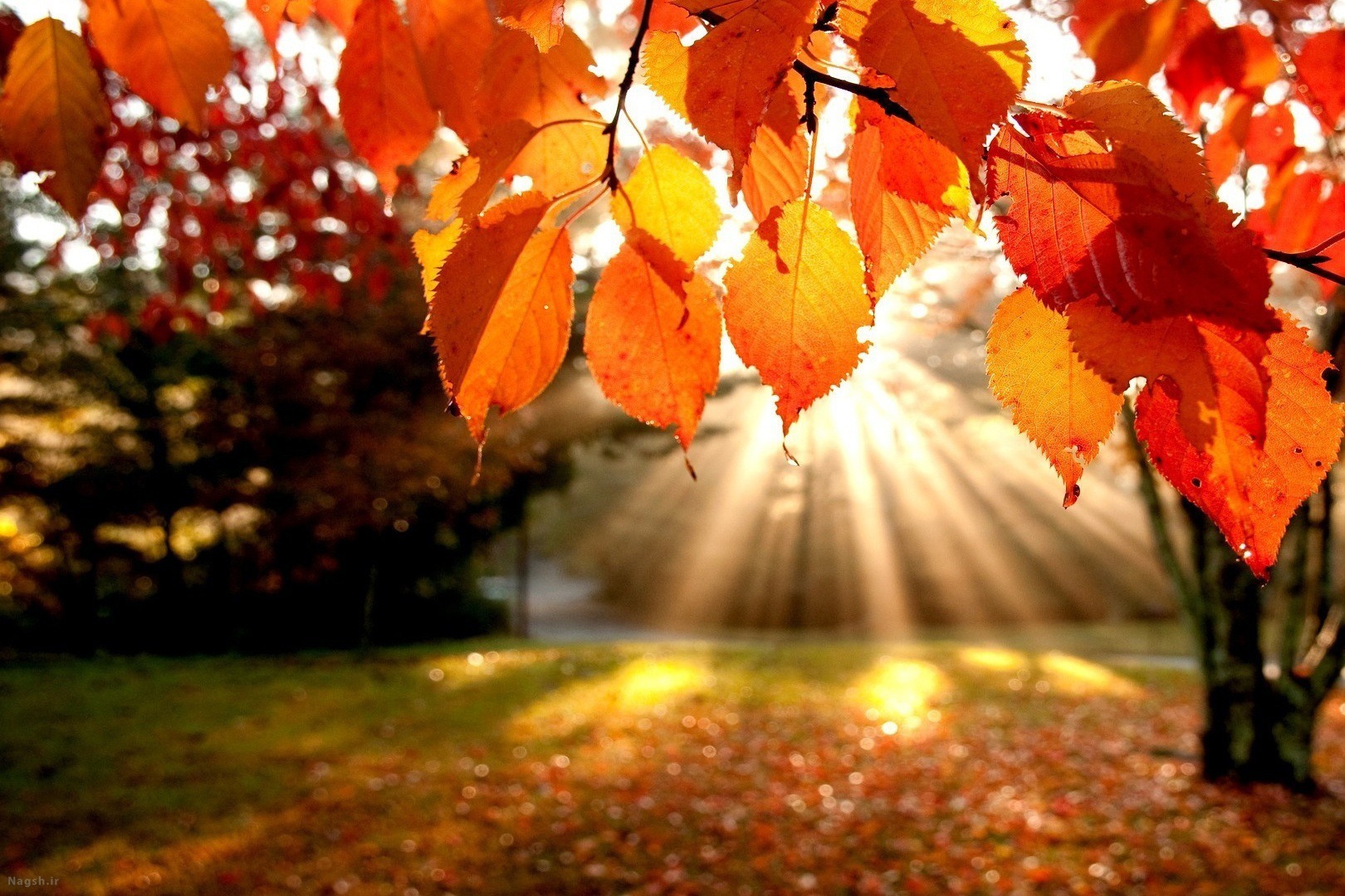 نغمه‌ پاییز در خانه‌