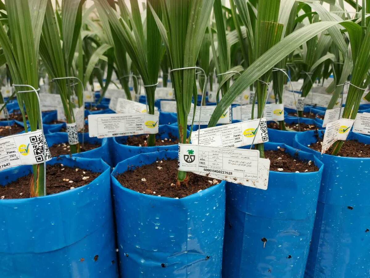 عضو هیات علمی موسسه ثبت گواهی بذر و نهال سازمان تحقیقات آموزش و ترویج کشاورزی اعلام کرد: میزان سطح زیر کشت مزارع تکثیر بذر حبوبات کشور درسال زراعی ۱۴۰۴-۱۴۰۳ نسبت به سال زراعی ۱۴۰۳-۱۴۰۲ با رشد ۲۳۲.۲ هکتاری همراه شد.