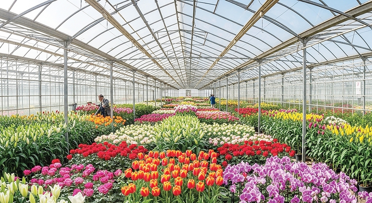 صنعت گل‌وگیاه محلات با پشتوانه تاریخی و توانمندی‌های بالفعل خود، یک موتور محرکه اقتصادی و اشتغال‌زا برای استان مرکزی و کل کشور محسوب می‌شود. هرچند محلات ظرفیت بسیار بالایی در اشتغال‌زایی دارد اما با چالش‌های ساختاری متعددی ازجمله کمبود آب و نوسانات قیمت ارز دست به گریبان است.