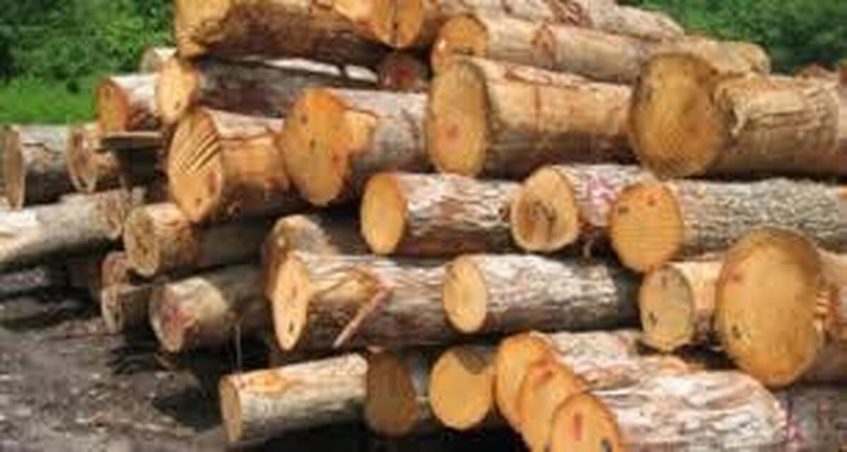 ۵۷ تن چوب جنگلی و ۷۹۱ کیلوگرم زغال در شهرستان کازرون کشف و ضبط شد.