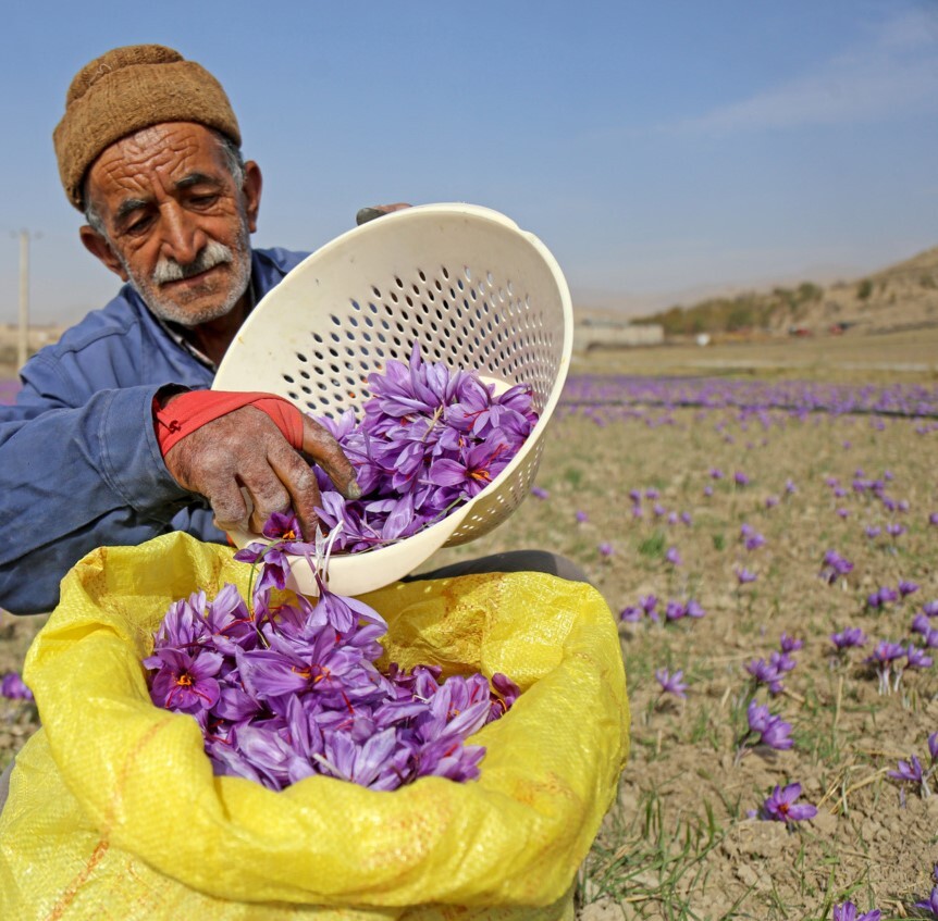 خشکسالی تولید زعفران گناباد را ۵۰ درصد کاهش داد خشکسالی تولید زعفران گناباد را ۵۰ درصد کاهش داد