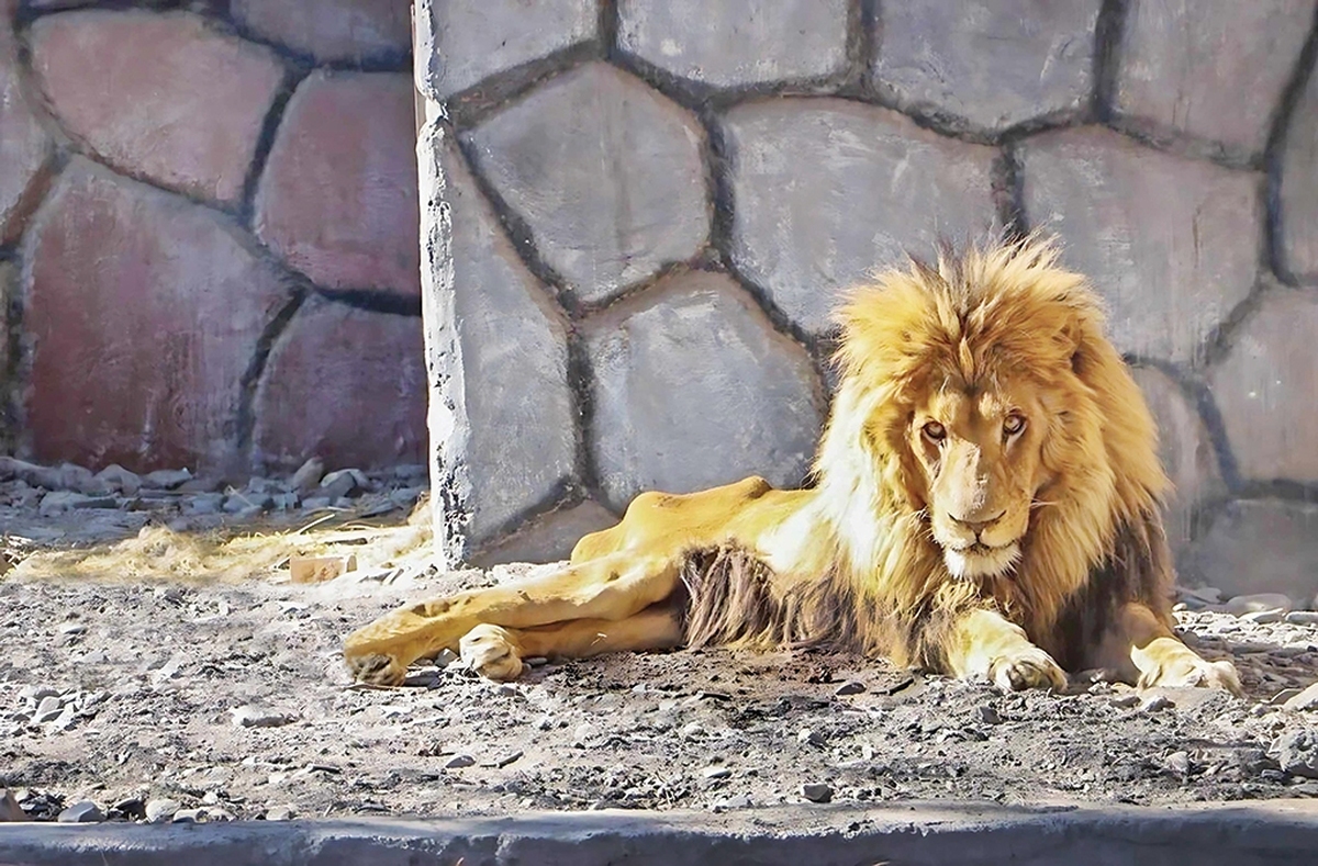 همین چند روز پیش بود که رئیس اداره محیط‌زیست شهرستان نور از تلف شدن یک ببر به نام «ونداد» در مجموعه سافاری الیمالات خبر داد؛ اتفاقی که مسبوق به سابقه است و در ماه‌ و سال‌های گذشته نیز در دیگر باغ ‌وحش‌ها و مراکز نگهداری حیوانات و پرندگان بارها رخ داده.