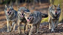 ببینید |  گله گرگ‌های خاکستری در جاشلوبار