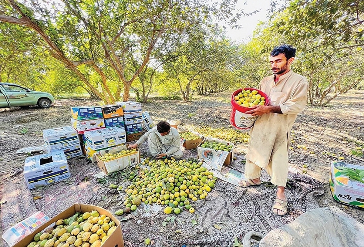 با این‌که سیستان‌وبلوچستان یکی از خشک‌ترین استان‌های ایران به شمار می‌آید اما همین سرزمین با تولید سالانه بیش از ۴.۲میلیون تن محصولات کشاورزی، دامی و شیلاتی، یکی از قطب‌های اصلی کشاورزی محسوب می‌شود. منطقه‌ای بسیار توانمند با داشته‌های منحصربه‌فرد که تاکنون تنها بخشی از ظرفیت بی‌نظیر آن برای تامین امنیت غذایی کشور و توسعه صادرات مورد بهره‌برداری قرار گرفته است.