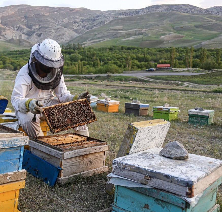 خشکسالی تولید عسل گناباد را ۲۵ درصد کاهش داد خشکسالی تولید عسل گناباد را ۲۵ درصد کاهش داد