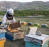 خشکسالی تولید عسل گناباد را ۲۵ درصد کاهش داد