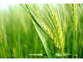 کشت ۱۲۱ هکتار جو در میاندورود/ پیش‌بینی کشت ۷۰۰ هکتاری در سال زراعی جدید