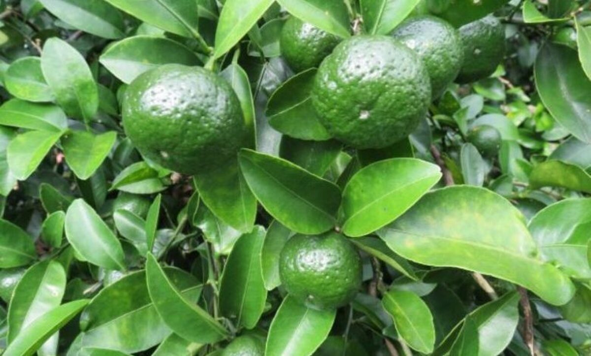 صنعت مرکبات مازندران در مرحله حساسی قرار دارد. از یک‌طرف، بیماری زوال درختان و کاهش کیفیت محصول و از طرف دیگر موانع متعدد صادراتی، آینده این محصول استراتژیک را با چالش مواجه کرده است. بااین‌حال با توجه به ظرفیت‌های طبیعی منطقه و تجربیات ارزشمند باغداران، در صورت اجرای راهکارهای علمی و اصلاح مدیریت تولید و صادرات، می‌توان امیدوار بود که مازندران بتواند جایگاه واقعی خود را در بازارهای داخلی و خارجی بازیابد.