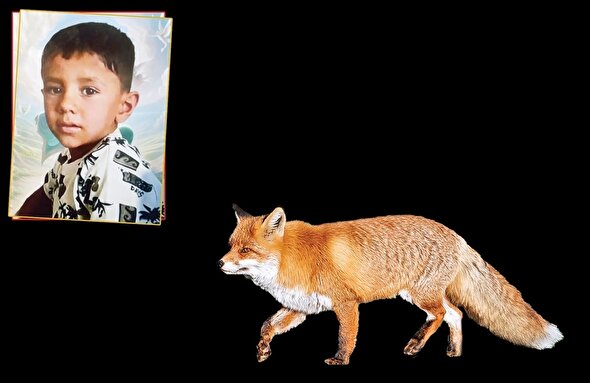 ببینید | روباه هار، قاتل پسر سه ساله روستایی