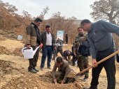 پویش کاشت نهال به مناسبت هفته بسیج در کهگیلویه و بویراحمد