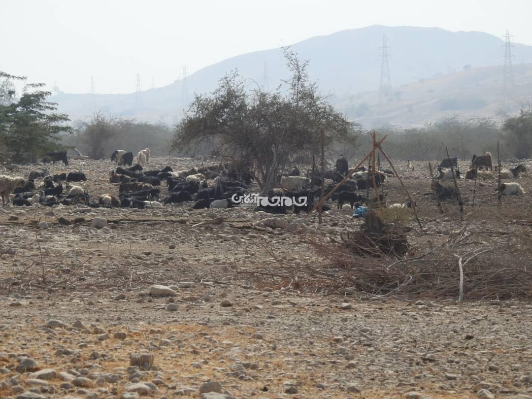 چوب حراج بر سر مراتع راهدار چوب حراج بر سر مراتع راهدار