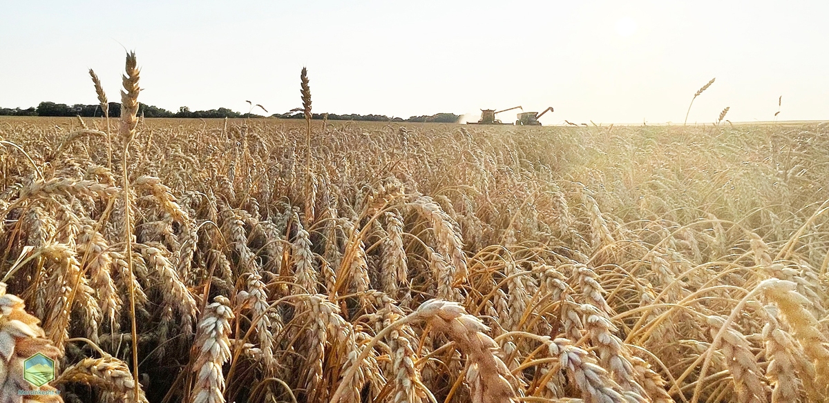 مدیرکل غله و خدمات بازرگانی استان زنجان از تخصیص و تأمین سه هزار تن گندم وارداتی برای این استان از سوی شرکت مادر تخصصی بازرگانی دولتی ایران خبر داد.