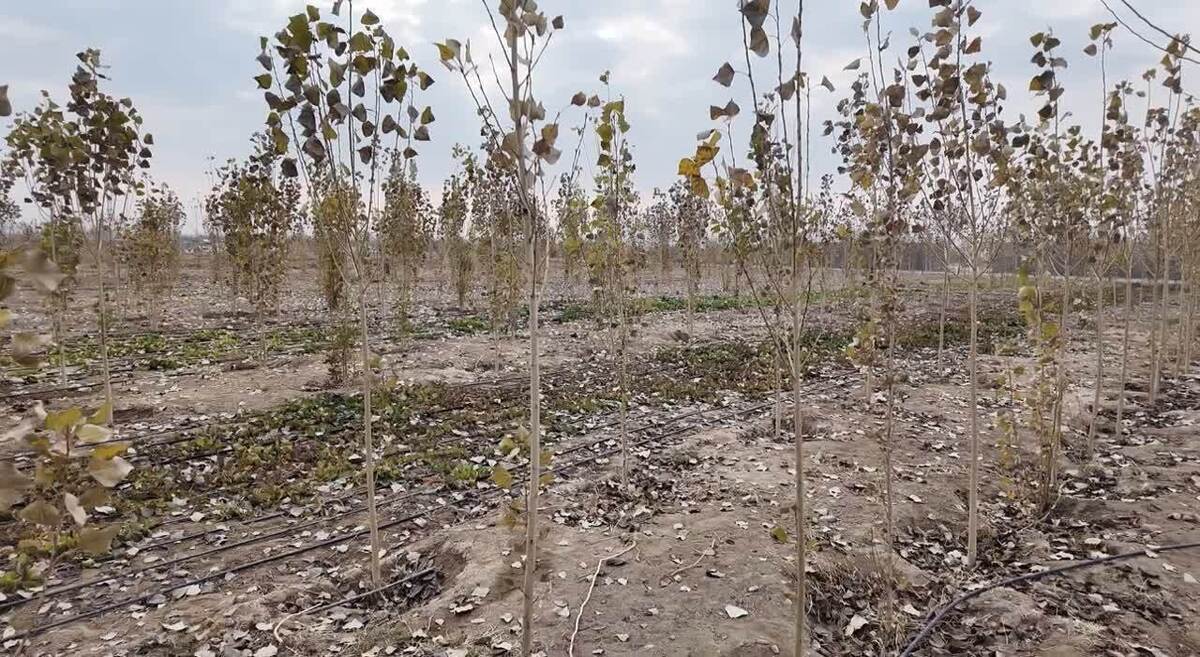 آئین افتتاح بهره برداری با سبک کشت تلفیقی یا آگروفارستری با حضور امام جمعه، البرزی فرماندار شهـرستان چهارباغ و جمعی از مسئولین در اراضـی روستای عرب آباد خسروی توابع بخش مرکزی شهـرستان چهارباغ برگزار شد.