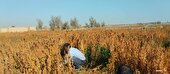 زارچ؛ پیشگام کشت موفق کینوا در مسیر تنوع‌بخشی به محصولات کشاورزی