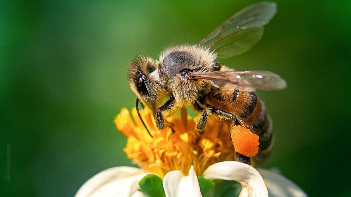 زنبورهای گرده ازگلی به گل دیگر تلوتلو می‌خورند وظاهری بامزه دارند.آنهاساده و تقریبابی‌خیال به نظرمی‌رسند،امایک مطالعه جدیدنشان می‌دهدکه مواردبسیار بیشتری زیر بال‌های کوچک آنها جریان دارد؛چیزی که کمتر کسی آن را با زنبورها مرتبط می‌داند.