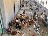 اقتصاد محلی سیستان با مرغ بومی جان تازه می‌گیرد