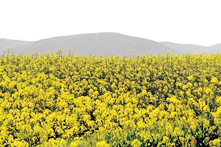 مصوبه‌ای برای کاهش وابستگی روغن