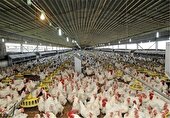 پایداری تولید مرغ مشروط بر تأمین نهاده‌های دامی است