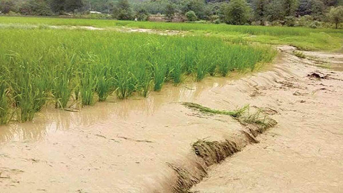 تخریب و فرسایش خاک در شالیزارهای استان‌های شمالی، تنها یک چالش کشاورزی نیست، بلکه تهدیدی برای امنیت غذایی و ضربه به تعادل اکوسیستم‌های منحصربه‌فرد و معیشت جوامع محلی است. حالا کارشناسان معتقدند تخریب خاک این اراضی یک هشدار قرمز ملی و پیامدهای آن فراتر از مرزهای استانی است. نجات این ثروت ملی نیازمند عزمی جدی، تغییر نگرش از مدیریت جزئی‌نگر به مدیریت جامع اکوسیستم‌محور و سرمایه‌گذاری فوری در زیرساخت‌های پایدار است.