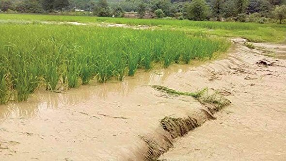 تخریب خاک شالیزارها؛ هشدار قرمز ملی!