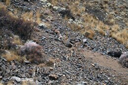 گزارش تصویری | سرشماری حیات وحش سُم داران و پستانداران شاخص آذربایجان شرقی
