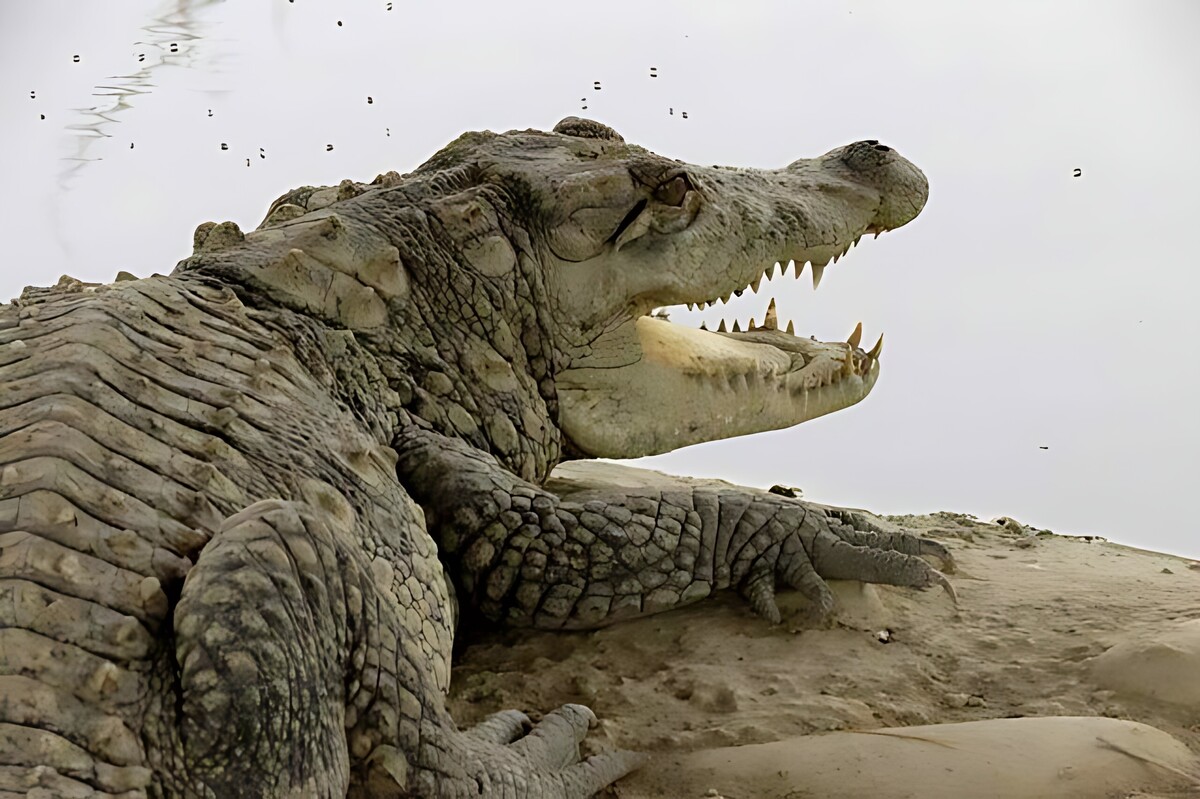 مدیرکل حفاظت محیط زیست سیستان و بلوچستان با اشاره به بارندگی‌های فراتر از نُرم در هفته اخیر و سیلابی شدن رودخانه‌های فصلی استان، نسبت به افزایش تنش در زیستگاه‌های حیات‌وحش به‌ویژه تمساح پوزه‌کوتاه (گاندو) هشدار داد و از ساکنان مناطق در معرض خطر خواست تا بازگشت شرایط به حالت عادی، از تردد غیرضروری در حاشیه زیستگاه‌ها خودداری کنند.