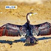  ثبت حضور "باکلان" در زیستگاه‌های آبی