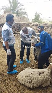 گام بلند دامپزشکی کهگیلویه وبویراحمد برای امنیت سلامت دام