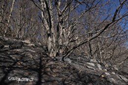 گزارش تصویری | جنگل ‌های دیزمار در آتش