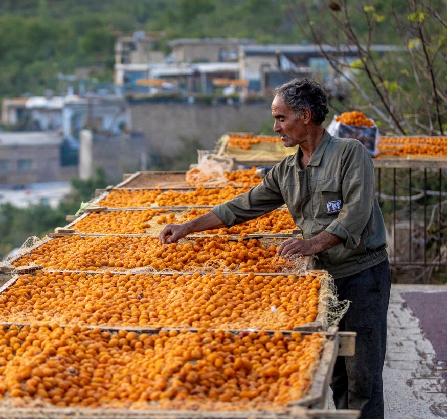 نبود صنایع تبدیلی موجب ازدست رفتن ارزش افزوده و صادراتی آلو شده است